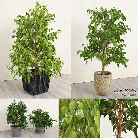 Benjamin Fig Trees (-GrowFX) 3D model